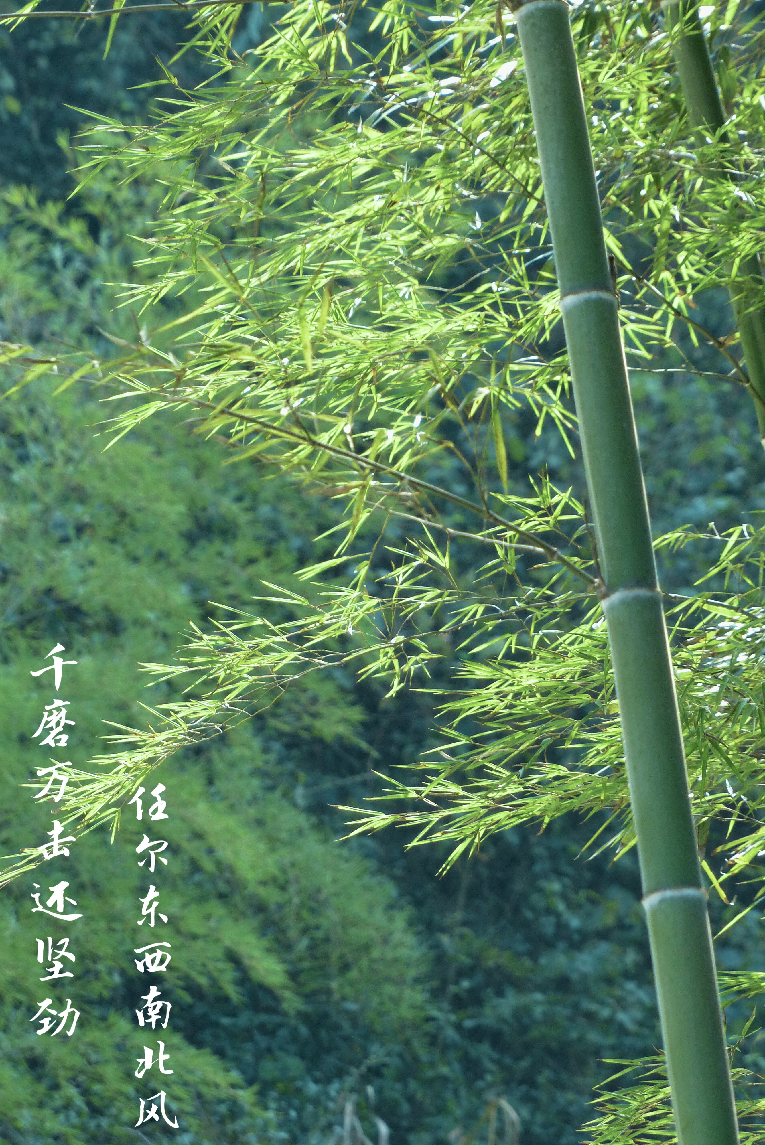 23攝影《觀青竹 知清廉》 (3).jpg